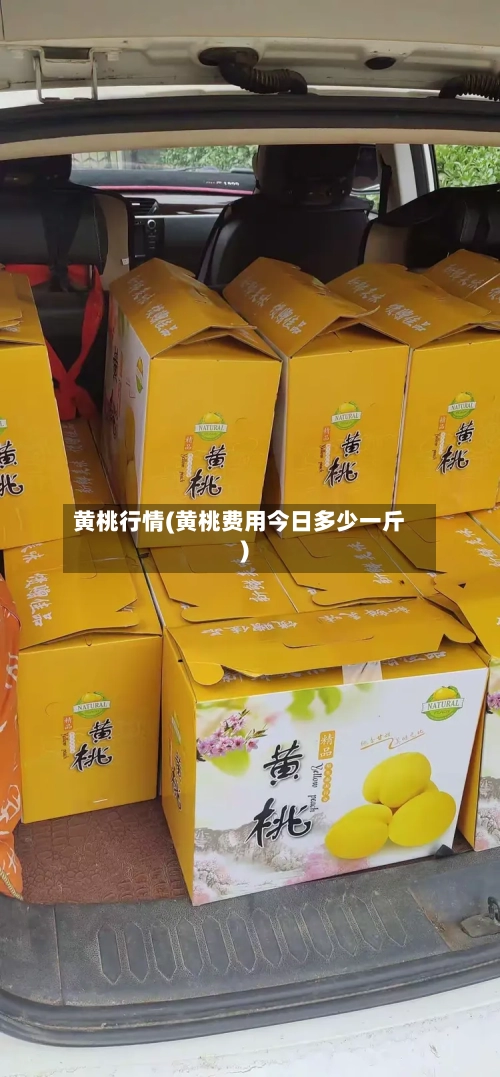 黄桃行情(黄桃费用今日多少一斤)-第2张图片