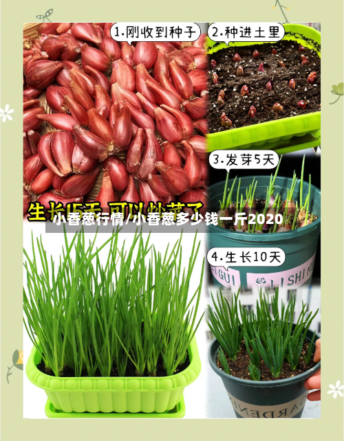 小香葱行情/小香葱多少钱一斤2020-第3张图片