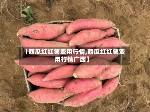 【西瓜红红薯费用行情,西瓜红红薯费用行情广西】-第2张图片