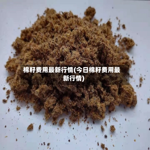 棉籽费用最新行情(今日棉籽费用最新行情)