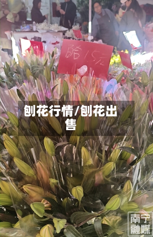 刨花行情/刨花出售-第2张图片