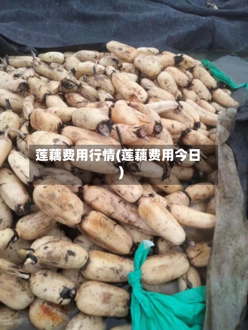 莲藕费用行情(莲藕费用今日)-第3张图片