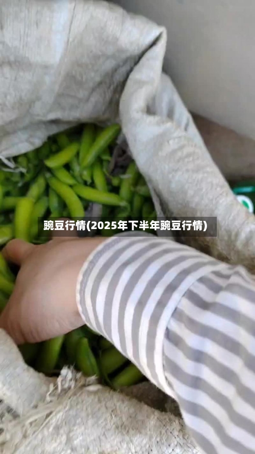 豌豆行情(2025年下半年豌豆行情)