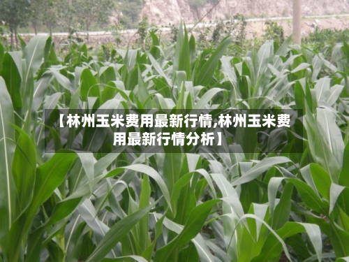 【林州玉米费用最新行情,林州玉米费用最新行情分析】-第2张图片