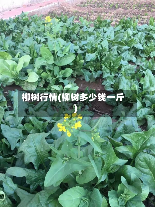 柳树行情(柳树多少钱一斤)