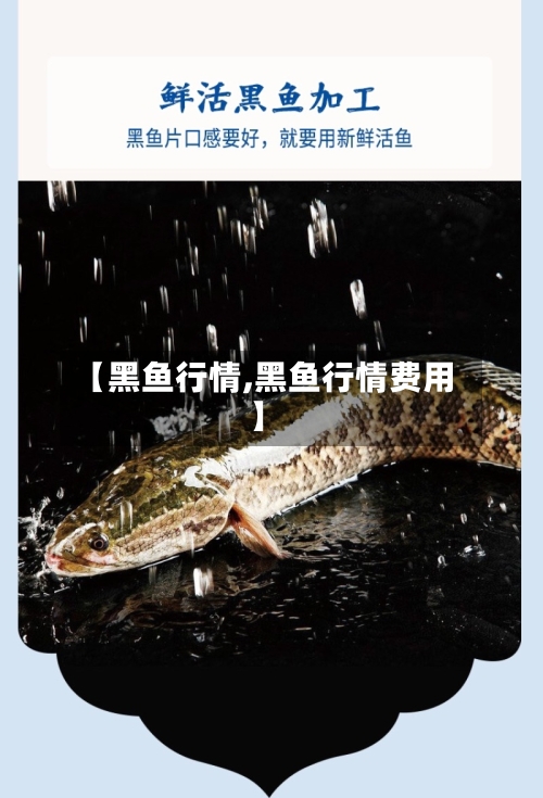 【黑鱼行情,黑鱼行情费用】