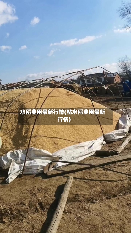 水稻费用最新行情(粘水稻费用最新行情)