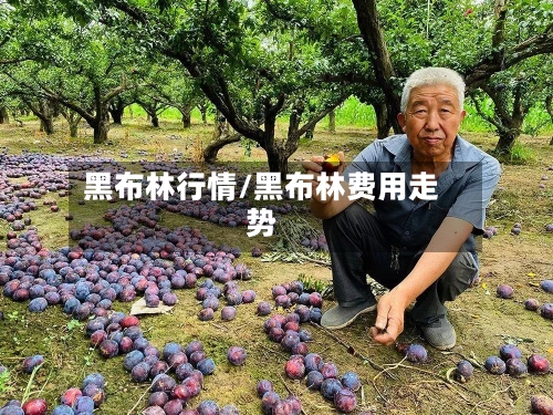 黑布林行情/黑布林费用走势