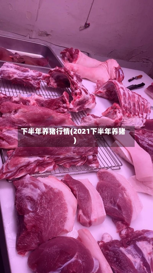 下半年养猪行情(2021下半年养猪)-第2张图片