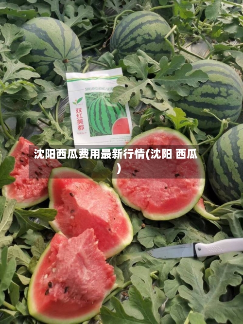 沈阳西瓜费用最新行情(沈阳 西瓜)-第3张图片