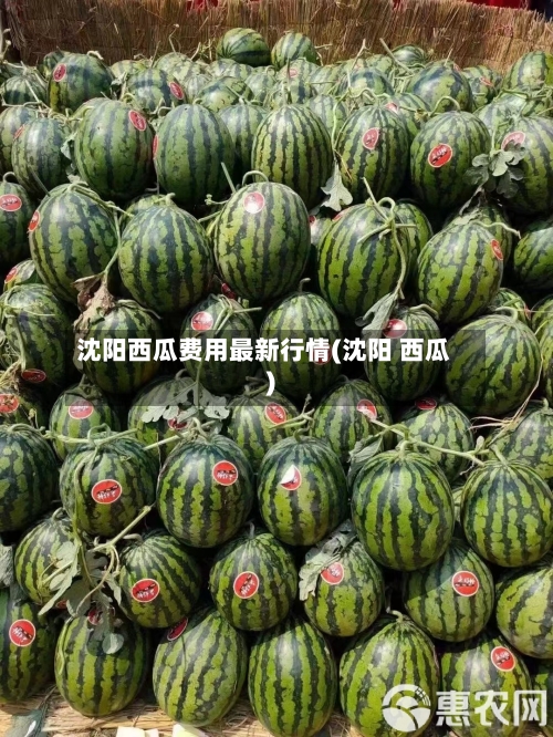 沈阳西瓜费用最新行情(沈阳 西瓜)-第2张图片
