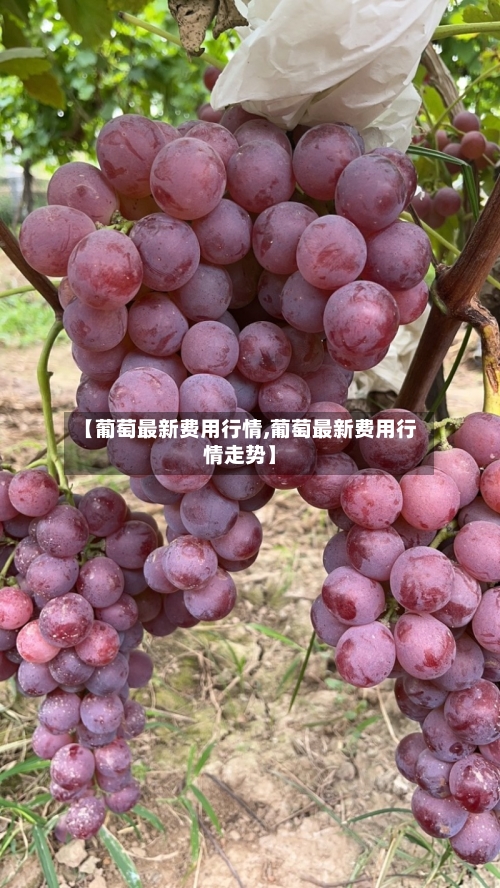 【葡萄最新费用行情,葡萄最新费用行情走势】