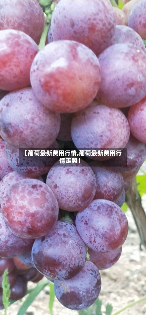 【葡萄最新费用行情,葡萄最新费用行情走势】-第2张图片
