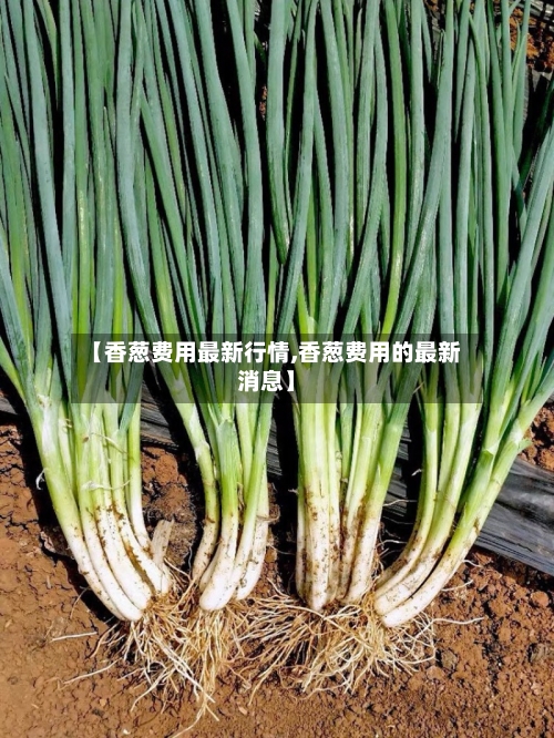 【香葱费用最新行情,香葱费用的最新消息】